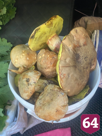 Саратовцы собирают грибы ящиками и ведрами